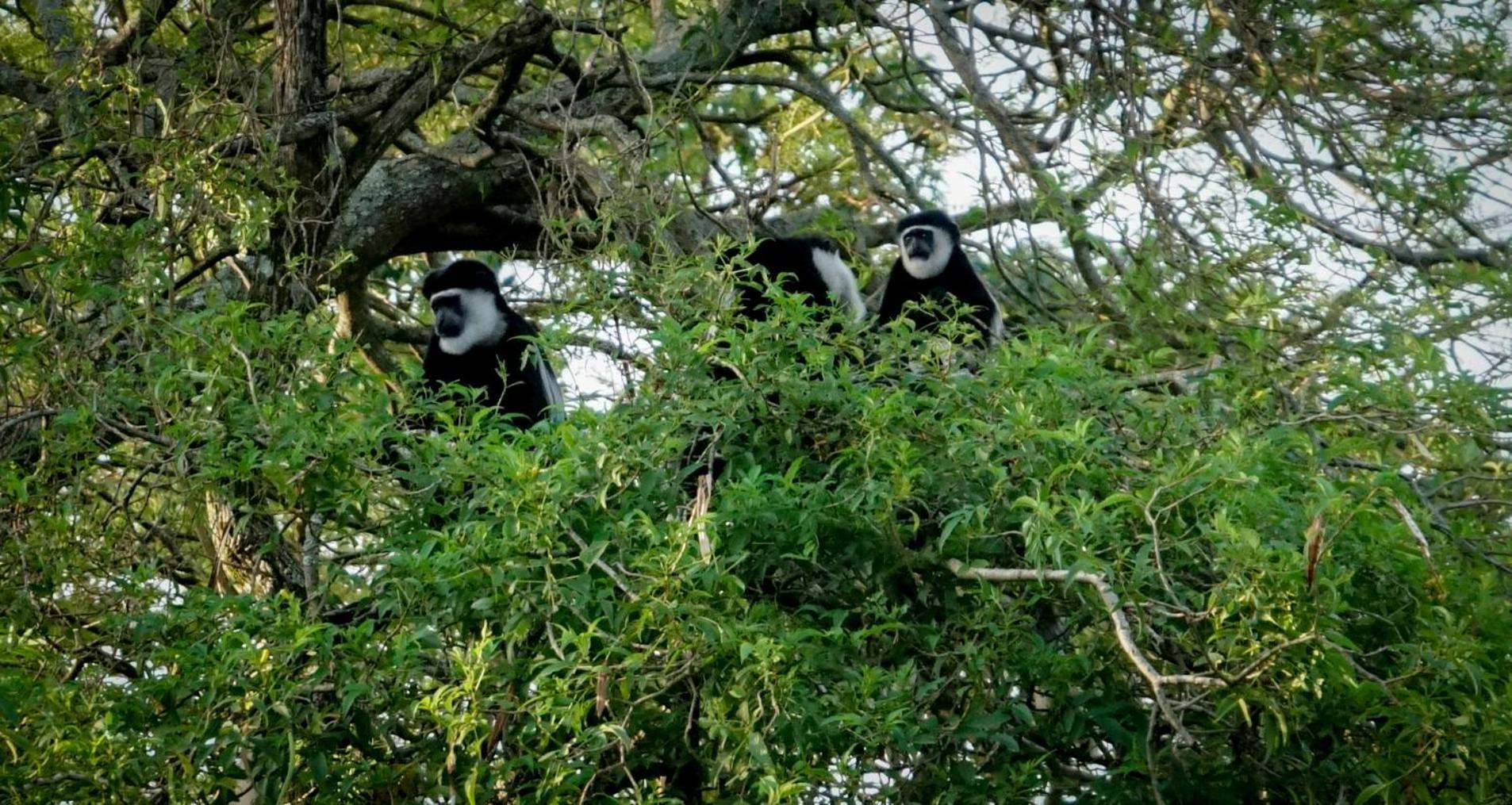 Lake Nkuruba Nature Reserve Hotel Durama ภายนอก รูปภาพ